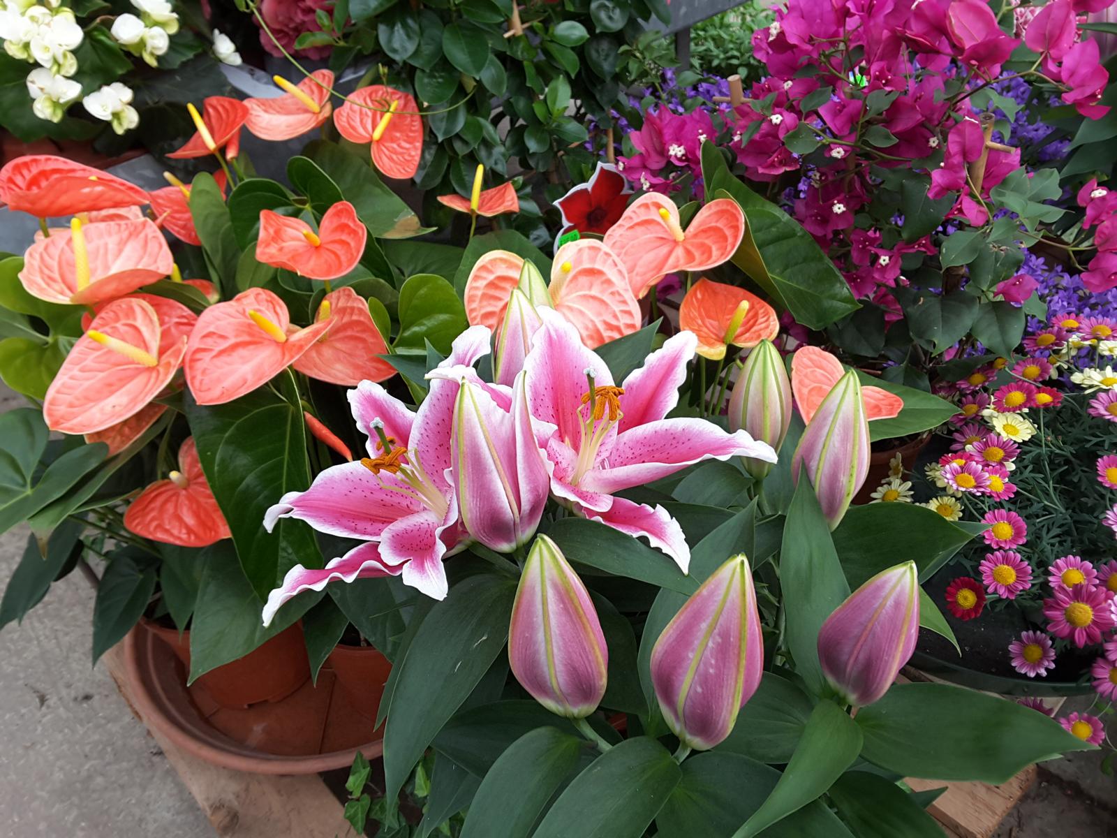 Topfpflanzen für Drinnen Blumen Frumm