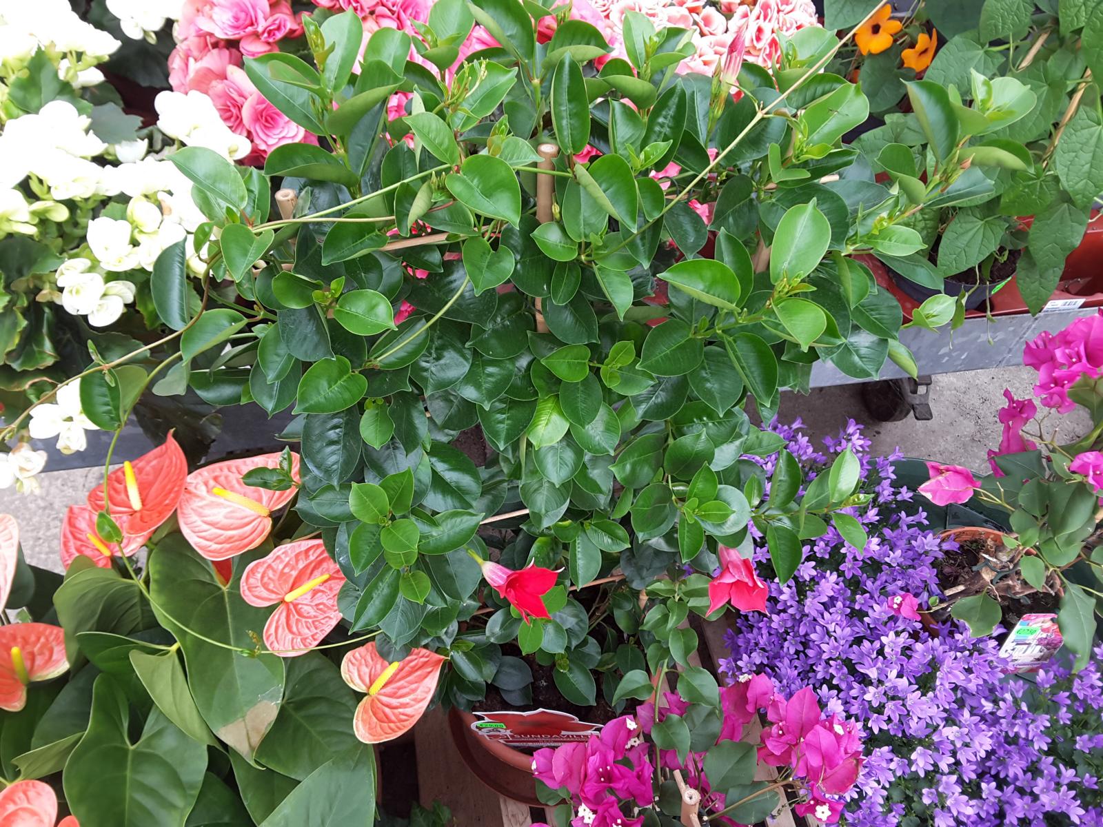 Topfpflanzen für Drinnen Blumen Frumm